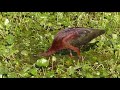 fauna brasileira sertaneja IBIS PESCA LAMBARI animal selvagem pantaneiro pantanal pampas brazilian