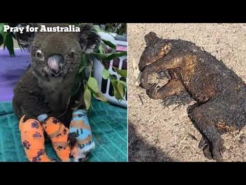 Video: Di Hutan Australia, Makhluk Besar Dengan Mata Merah Difilemkan - Pandangan Alternatif