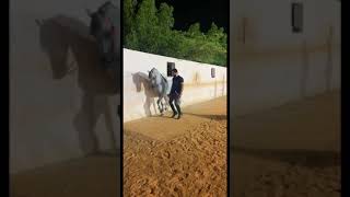 رقص الحصان معا رفعت رجل مدربه