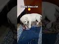 How to Avoid his Biting😐🤔#labrador #retreiver #dog #puppy #pets #cute #dogshorts #love #cutedog