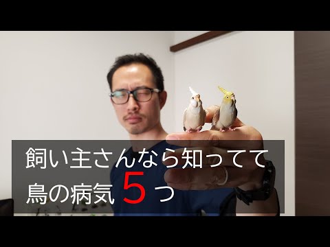 【インコ・オウム・鳥】気をつけるべき病気５選