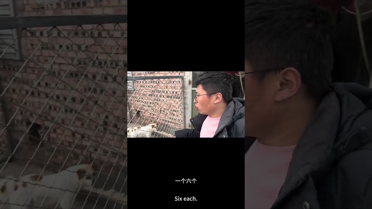 正月里边毛孩子们吃的都胖嘟嘟的，把二毛都吃的负担不起了