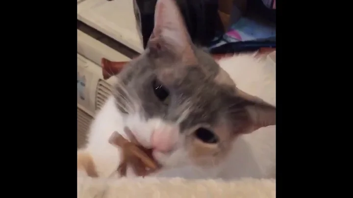 Watch the video about Japanese bobtail cats compilation 2016