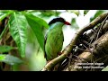 Common Green Magpie