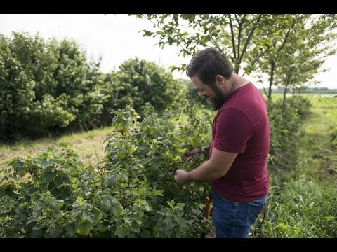 Video: Kaip Purkšti Serbentus Rudenį? Įvorių Apdorojimas Vario Sulfatu Nuo Kenkėjų Ir Ligų, Proporcijos Apdorojant Geležies Sulfatu Ir Karbamidu, Kitos Galimybės