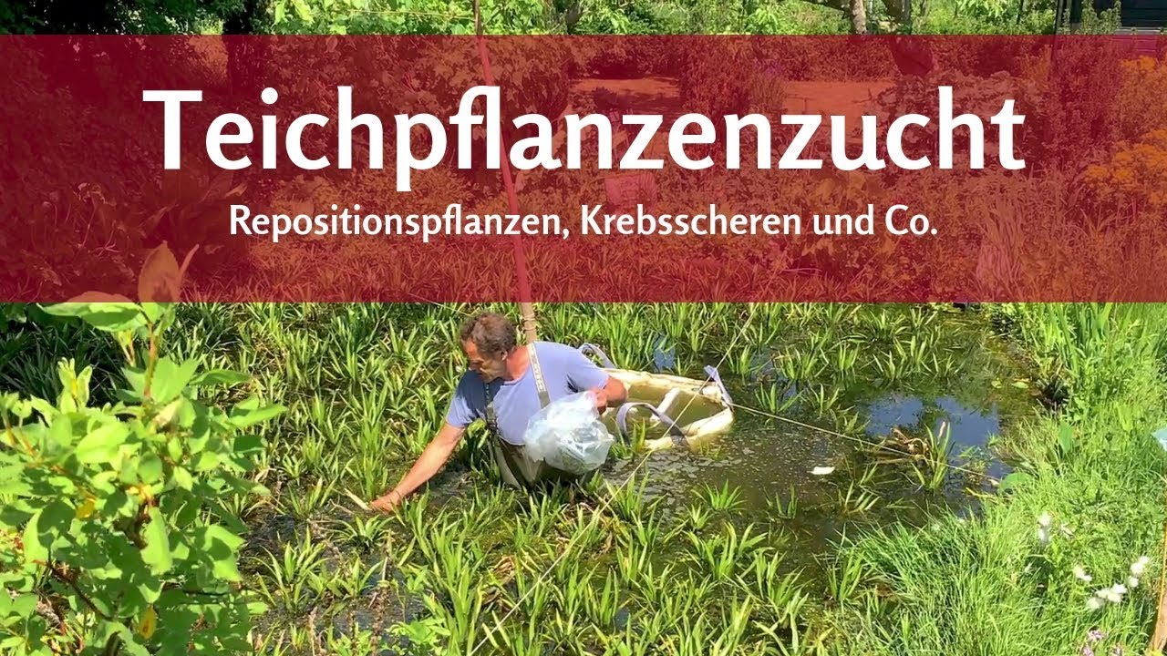 Zucht für Teichpflanzen Krebsschere, Repositionspflanzen für Teich