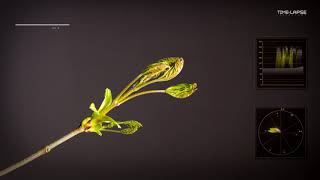 Tilia | Flowers Booming | 4K Time lapse