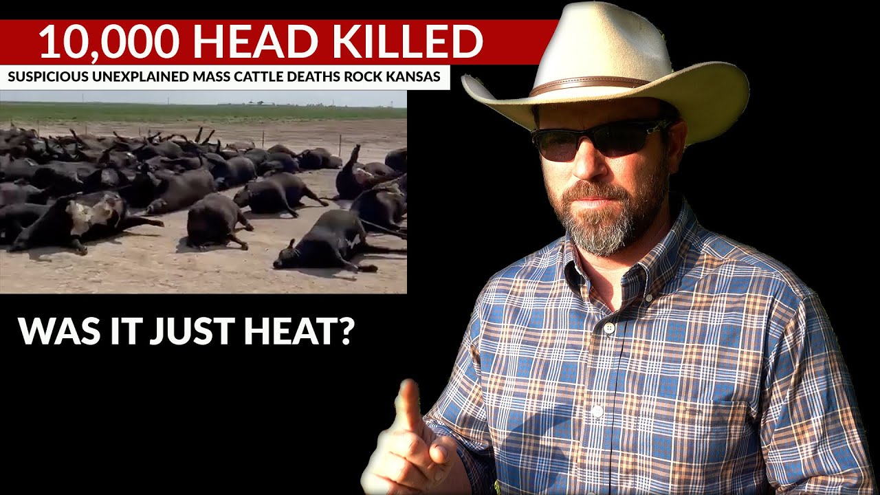 Heat stress blamed for thousands of cattle deaths in Kansas