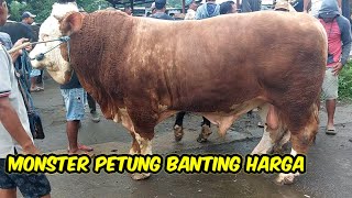 Download Lagu SAPI SIMENTAL JUMBO KAKI PETUNG BANTING HARGA DIJUAL MURAH❗️ MP3