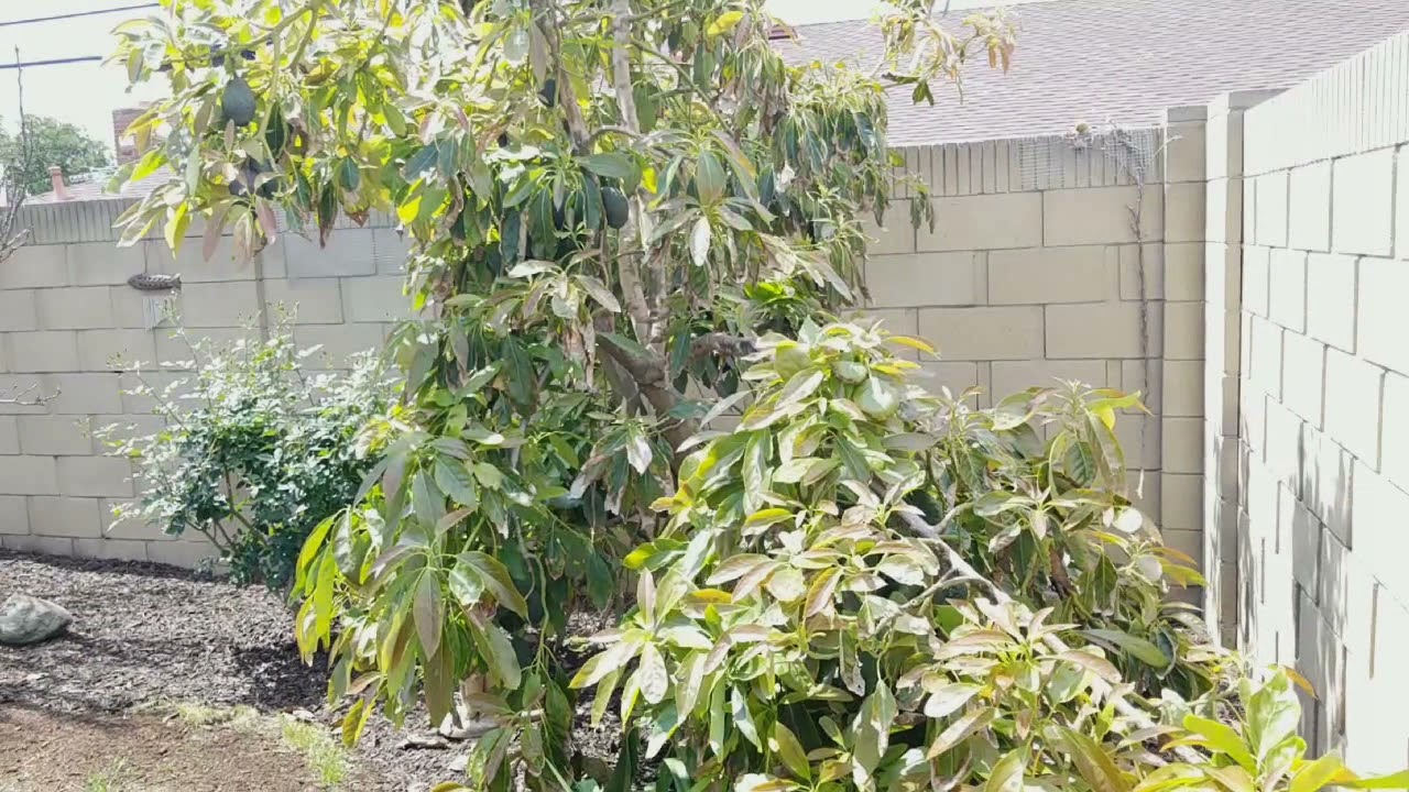 2030 N. Williams, Santa Ana