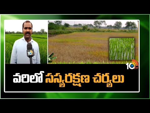 Insect and Pest Control in Paddy Cultivation | వరిలో సస్యరక్షణ చర్యలు | Matti Manishi | 10TV