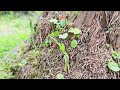 A short nature clip!!!