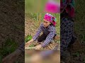 garden #Vlog #singlemom #harvesting #building