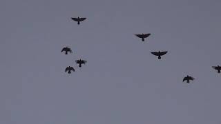 николаевские голуби И опять лютует ястреб