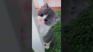 Cute Dogs & Cats Compilations 2 #shorts by Mr Smart Dog 7 views 2 years ago 1 minute, 24 seconds