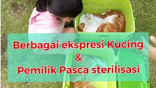 Berbagai macam ekspresi pasca sterilisasi #2maulania #duamaulania #kucingmania #sterilisasikucing