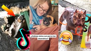 LOS TIKTOKS MAS DIVERTIDOS DE PERROS Y GATOS #1  - videos graciosos de animales