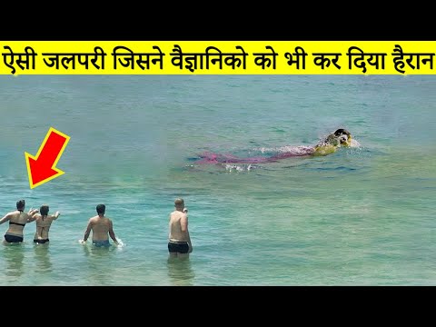 वीडियो: रोच मछली कैसी दिखती है?