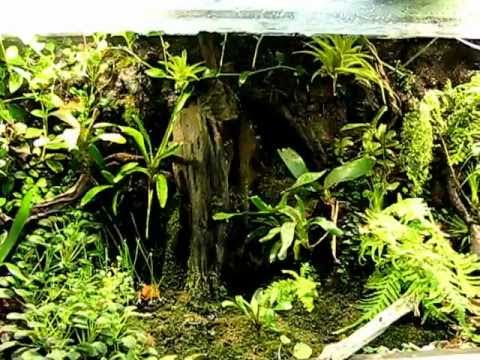 paludarium