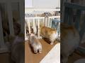 生後2ヶ月のコーギー🐶先住犬レンお兄ちゃんの真似ばかり🍒´す