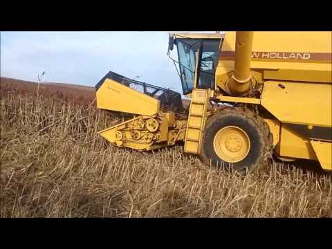 Wideo: Badanie Asocjacyjne Całego Genomu Ujawnia, że różne Szlaki Przyczyniają Się Do Zmiany Jakości Ziarna W Sorgo (Sorghum Bicolor)