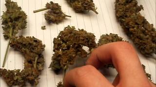 green o matic buds