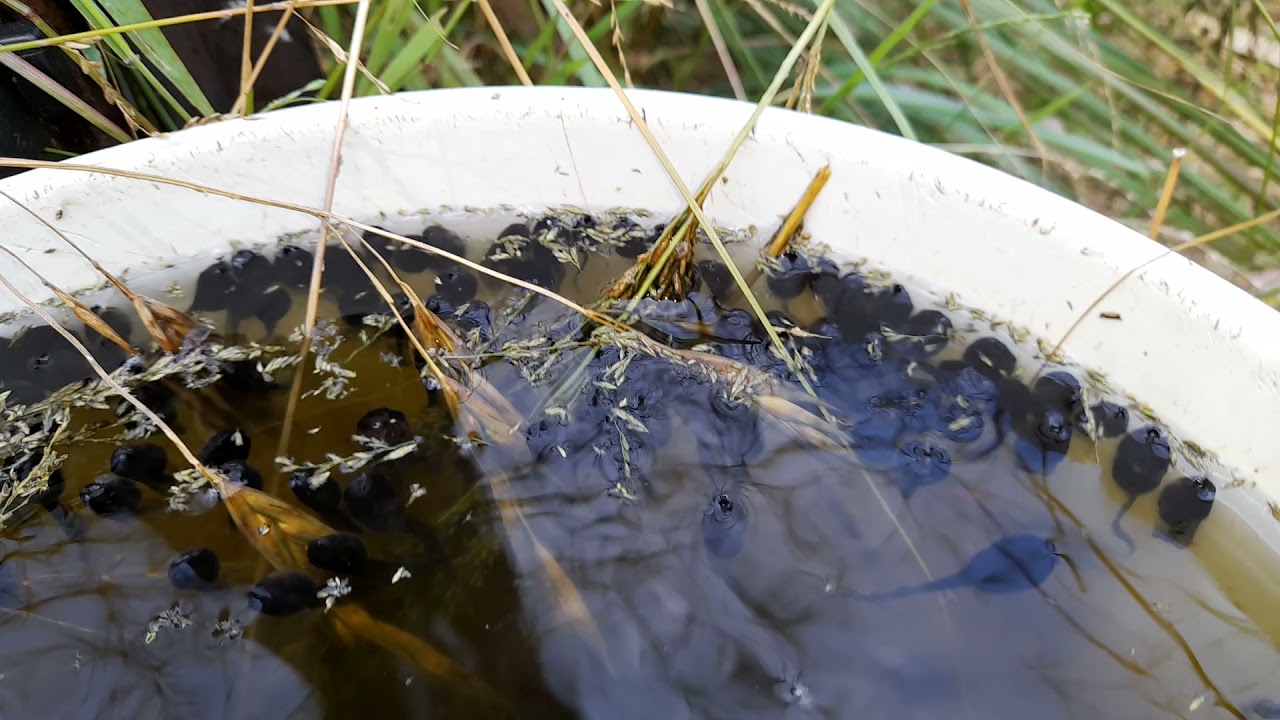 Bucket of Frogs update now Grain Fed Tadpoles! YouTube