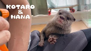 カワウソコタローとハナ　小学生男子みたいにコタローとじゃれ合う　Otter Kotaro&Hana Playful Dad and Son Having Fun