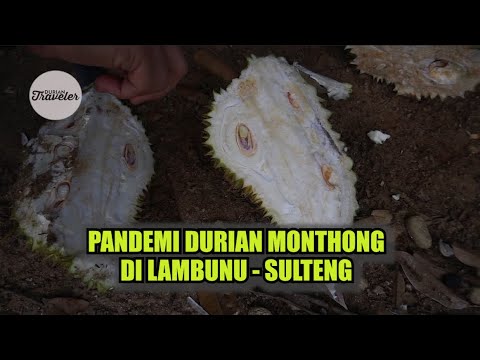 What Is Monthong Durian