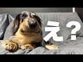 【完治済み】突然愛犬の顔がパンパンになった、緊急で病院へ
