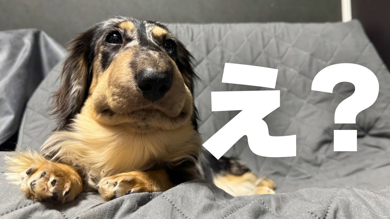 【完治済み】突然愛犬の顔がパンパンになった、緊急で病院へ