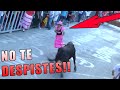 LOS TOROS ¿CON FIESTA Y DISFRACES O SIN DISFRACES? toros en Gata (España) deja tu opinion