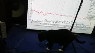 close up RTA REW frequency response to seating frequency response
