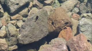 kurbağa larvası kayseri erciyes dağı etekleri Resimi
