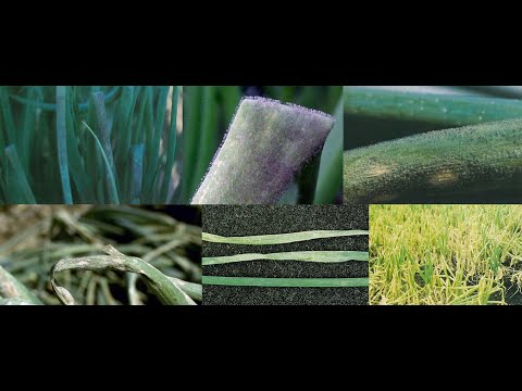 Video: Löksjukdomar och deras kontroll - förebygga sjukdomar som påverkar lökväxter