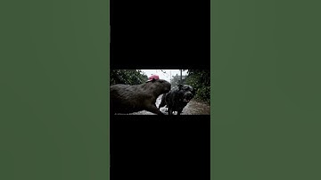 Gia Đình Capybara: Capybara Liều mình bảo vệ bà và cái kết xúc động #capybara