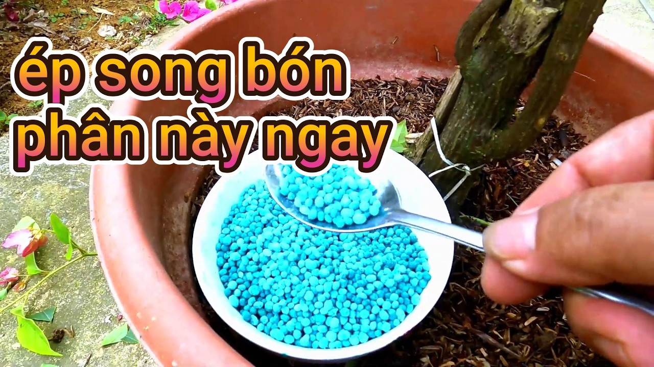 При таком способе подкормки и ухода бугенвиллея зацветет через 60 или 70 дней.