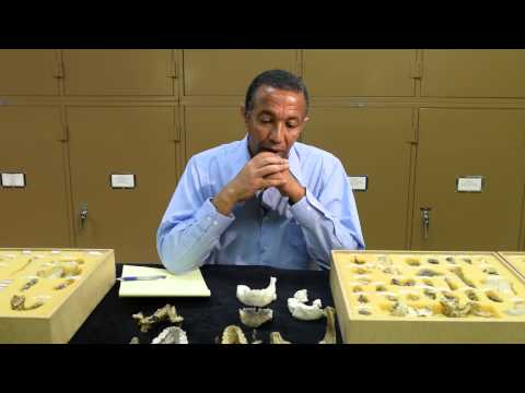 New Human Ancestor Species from Ethiopia - May 2015