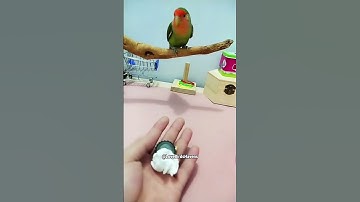 #lovebirds #love #birds #lovebird #bird #parrots #lovers #nature #short #shorts #LovebirdsHavens01