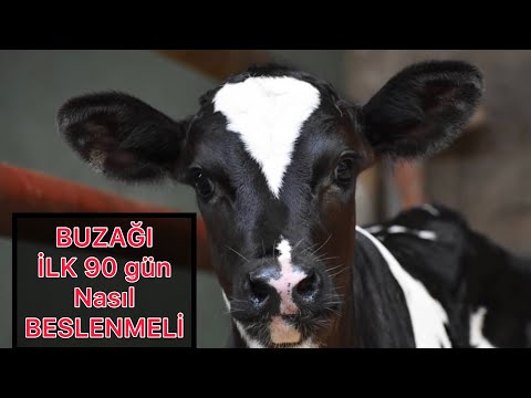 SÜT BUZAĞIlarında BESLENME | BUZAĞI’nın İLK 90 GÜNÜ #buzağı #buzağılarölmesin #büyükbaş