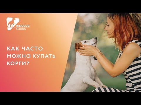 Как часто можно купать корги?