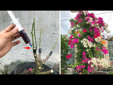 Video: Si të krasitni një pemë Bonsai: 7 hapa (me fotografi)