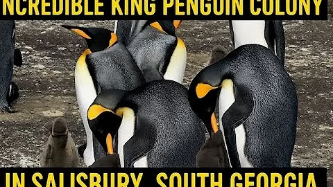 Salisbury King Penguin Colony: Over 200,000 Penguins in South Georgia!