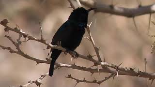 Birds of Saudi Arabia: Palestine Sunbird (Male) by Saudi Birding 83 views 2 years ago 36 seconds