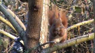 SCOIATTOLO-2-20111223.mpg