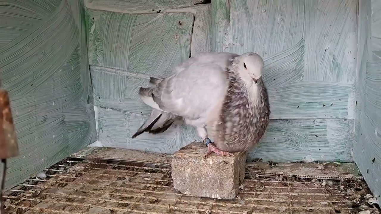Palomas buchon canario aquí estamos  con los nuevos guerreros del 2025 ,, pichones muy lindos  😘