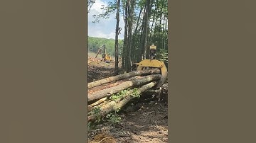 Playing Logger #logging #skidder #loggers