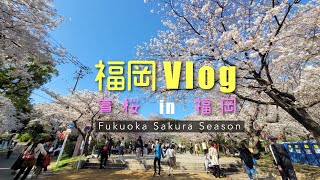 福岡VLOG・4月櫻花季賞櫻福岡舞鶴公園｜Fukoka Cherry Blossom Season