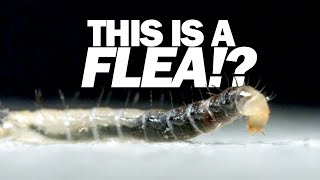 I've never seen a FLEA move like this! by Ant Lab 8,921 views 12 hours ago 7 minutes, 13 seconds