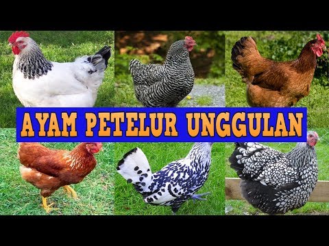 Video: Leghorn: Jenis Ayam Dengan Produksi Telur Tinggi